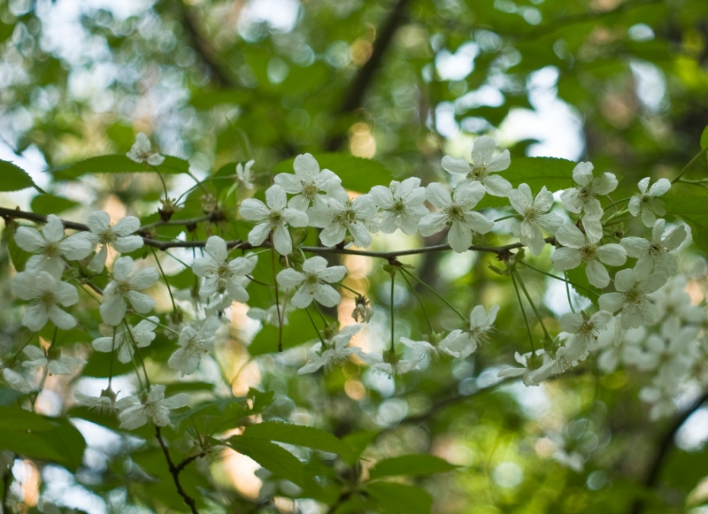 Объектив Мир-1В